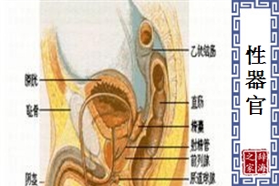 性器官