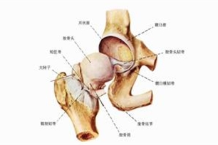 髋关节