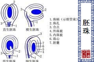 胚珠