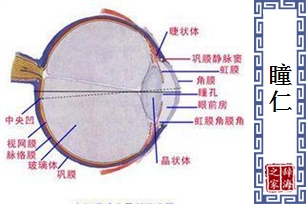 瞳仁