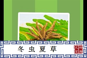 冬虫夏草