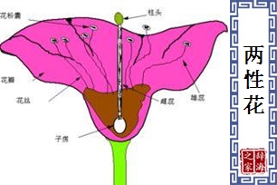 两性花