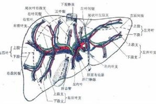 门静脉