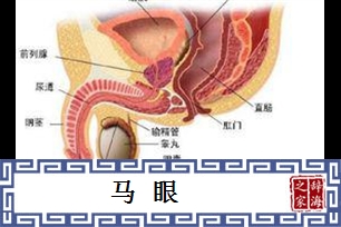 马眼