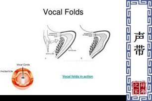 声带