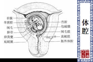 体腔