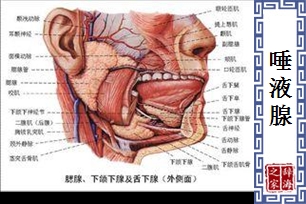 唾液腺