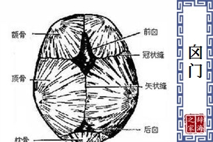 囟门