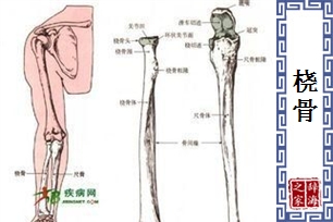 桡骨