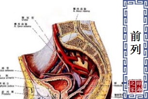 前列