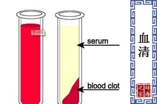 血清