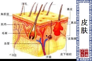 皮肤