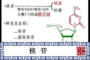 核苷