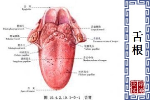 舌根