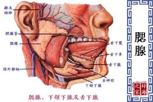 腮腺