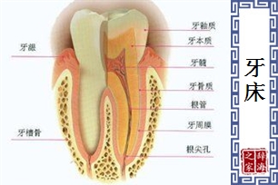 牙床