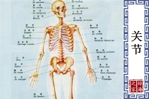 关节的意思、造句、近义词