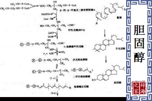 胆固醇