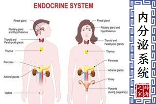 内分泌系统