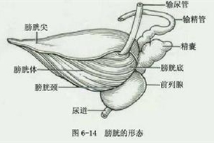 泌尿系统