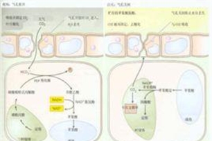 同化作用