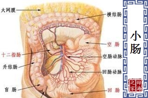 小肠