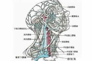 静脉的意思、造句、反义词