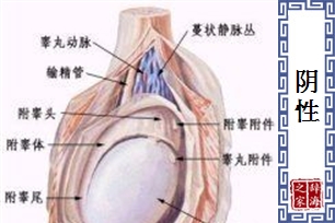 阴性的意思、造句、反义词