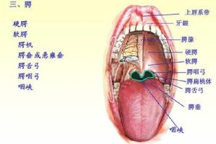 口腔