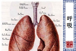 呼吸的意思、造句、反义词