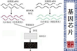 基因芯片