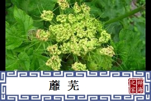 蘼芜