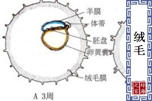 绒毛