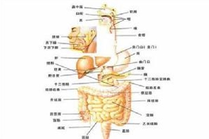 消化系统