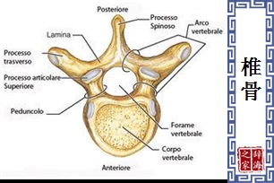 椎骨