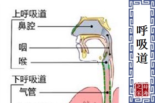 呼吸道