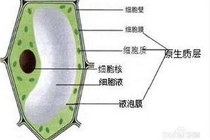 细胞壁