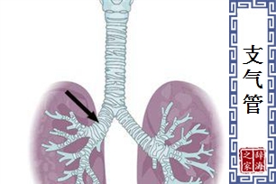 支气管