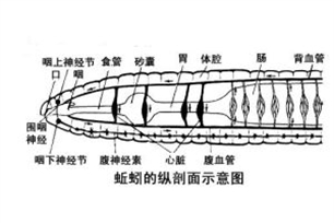 纵剖面