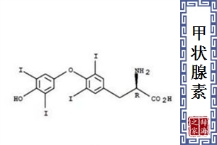甲状腺素