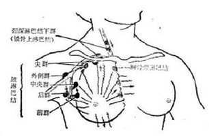 淋巴结