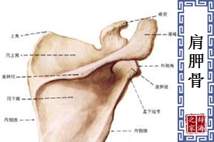 肩胛骨
