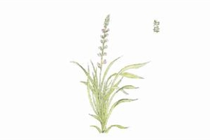 草本植物