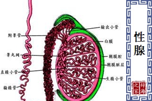 性腺