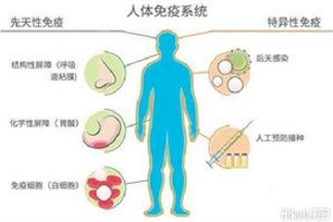 免疫系统