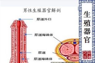 生殖器官