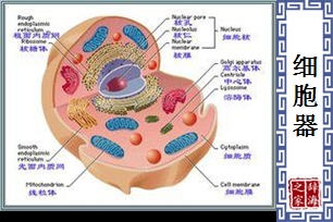 细胞器