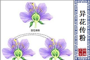 异花传粉的意思、造句、反义词