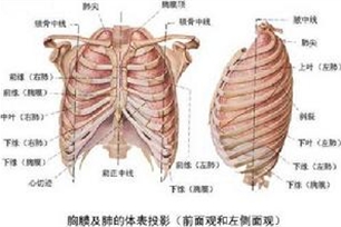 胸膜的意思、造句、近义词