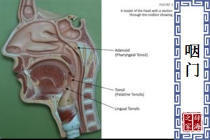 咽门